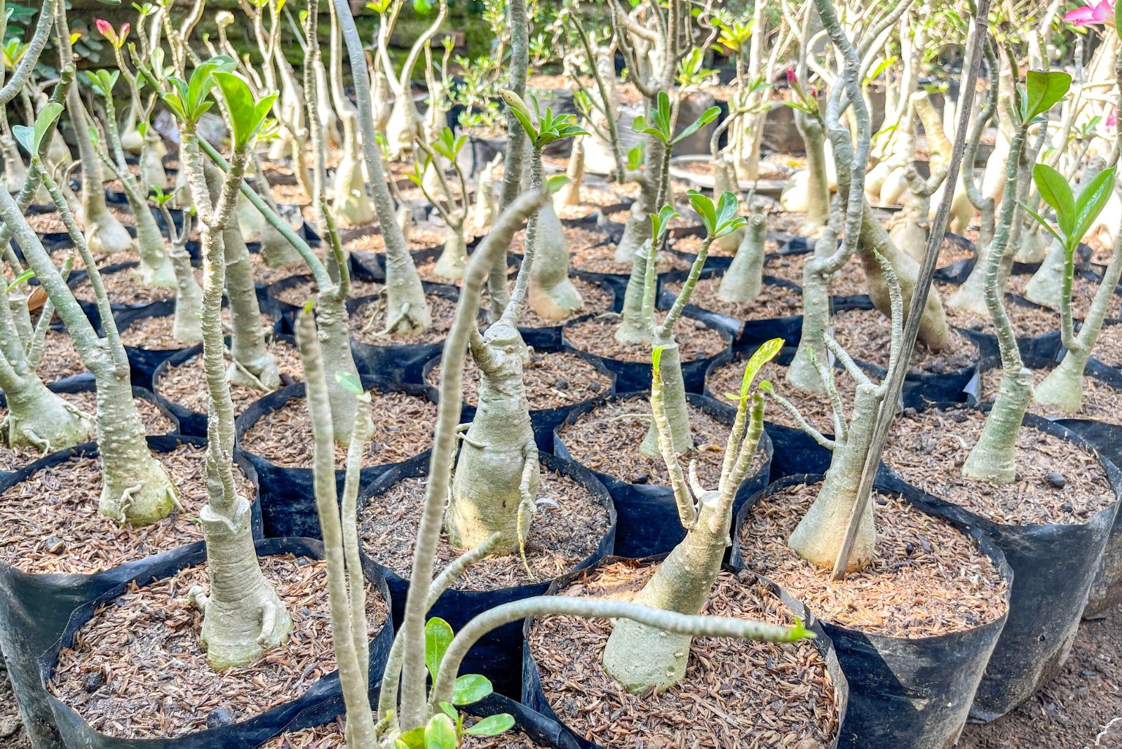 Cultivation of Plumeria