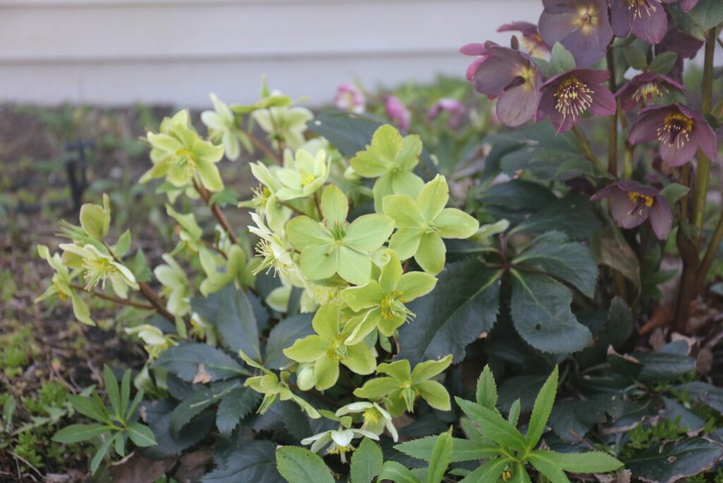 Hellebores aka Woodland Wonder