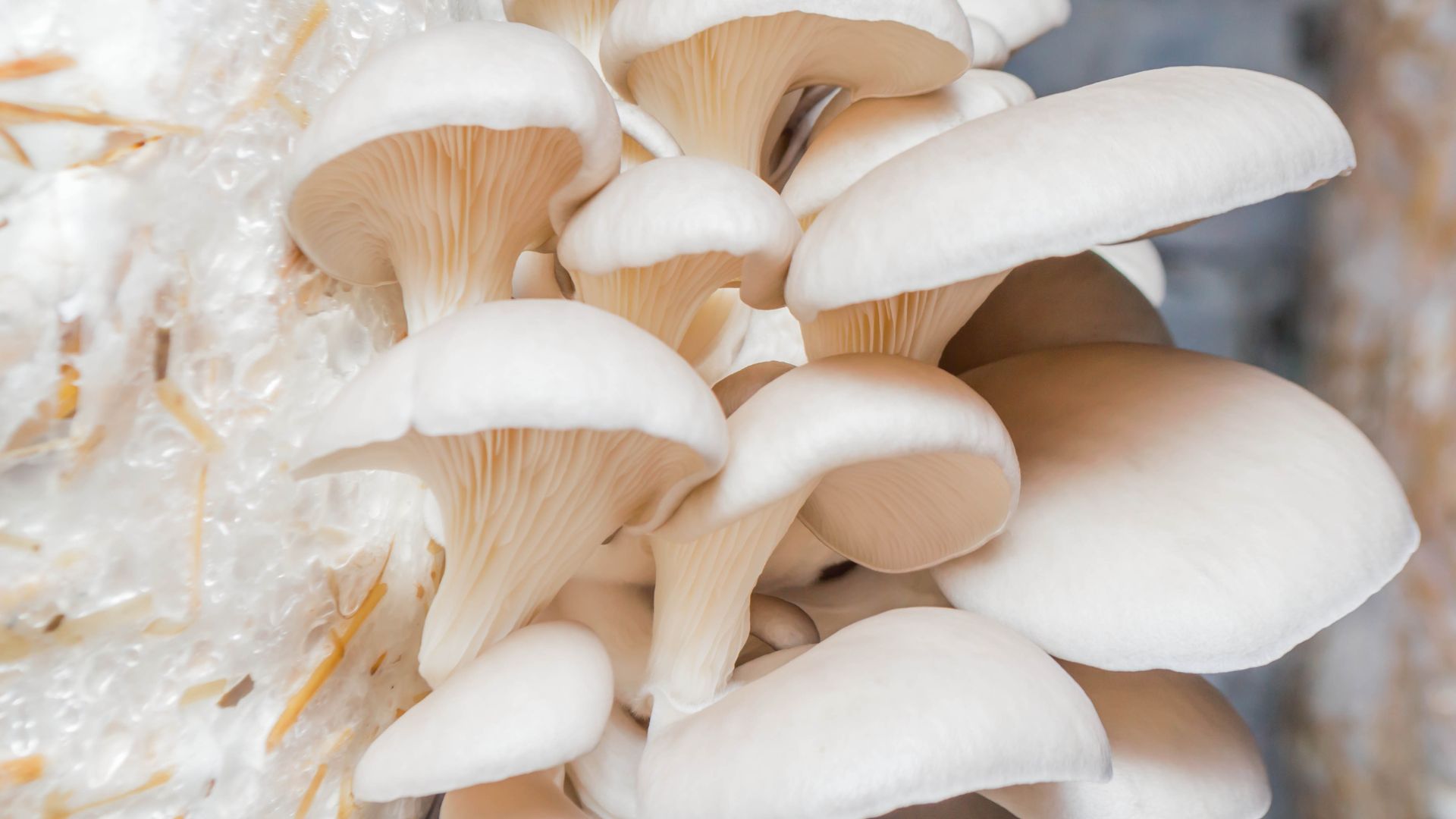 Here Are 6 Amazing Mushrooms That Are Super Easy To Grow By Yourself