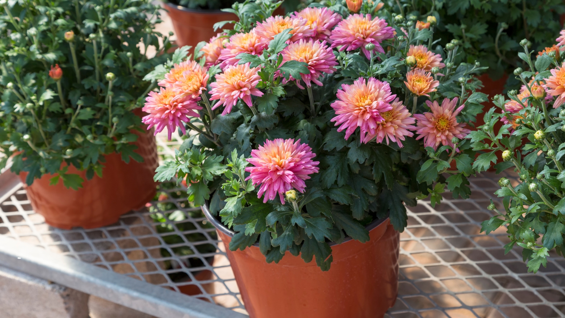 Here’s A Brilliant Way To Tell If Your Chrysanthemums Are Annuals Or Perennials 