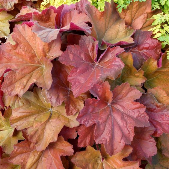 Heuchera ‘Southern Comfort’