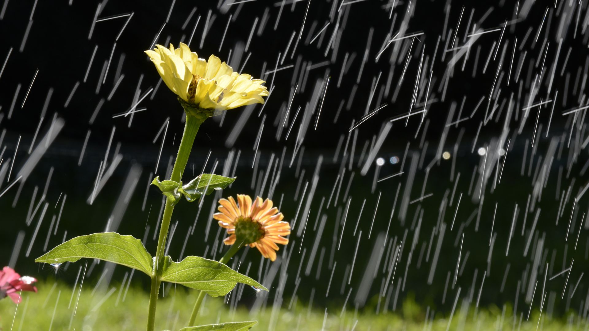 overwatered flowers