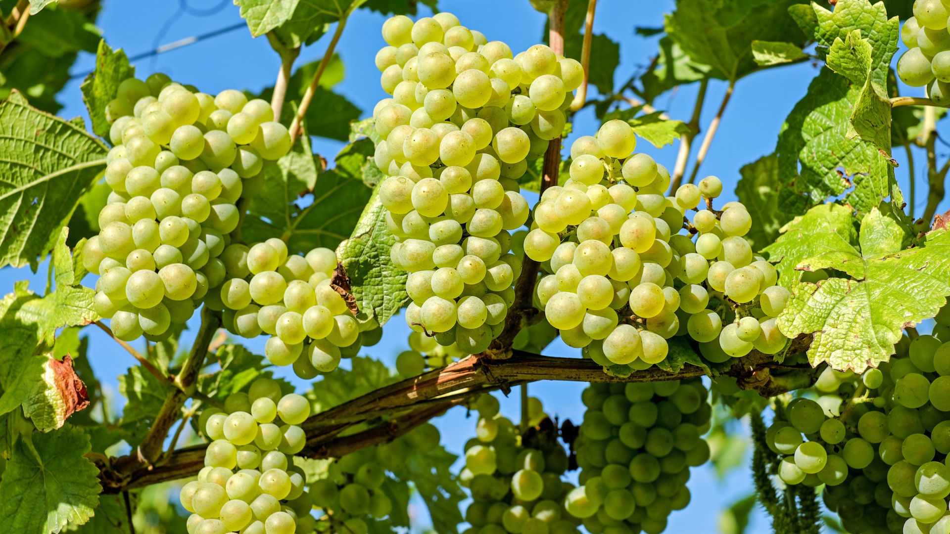 juicy grape in garden