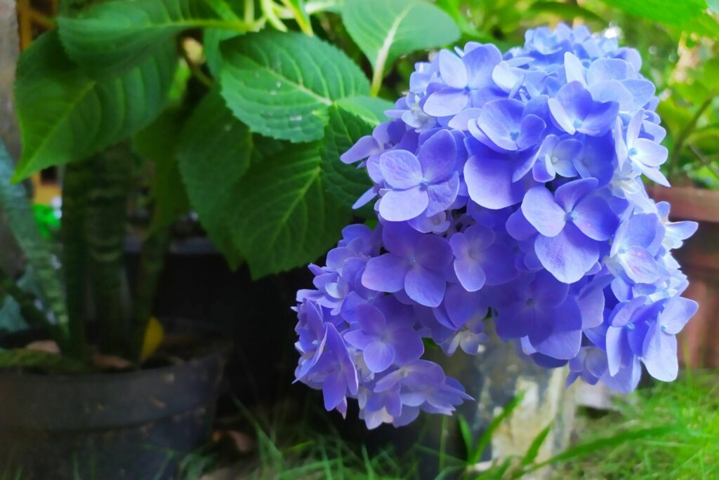 Hydrangea macrophylla flower