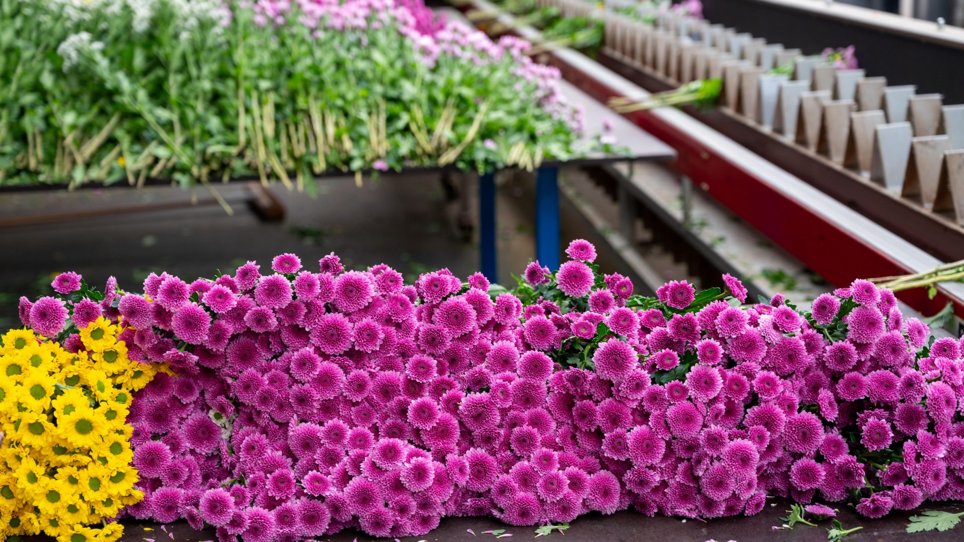 If Potted Mums Receive Good Care, You’ll Have The Most Beautiful Display In The Fall! 