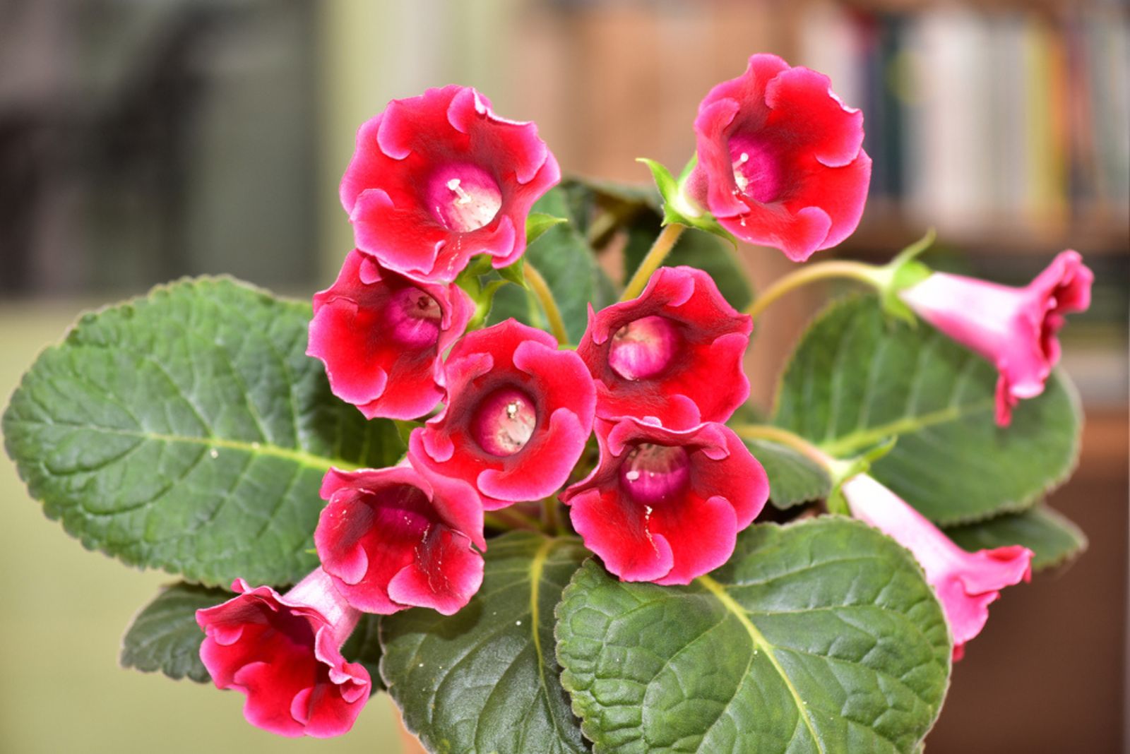 red gloxinia flowers