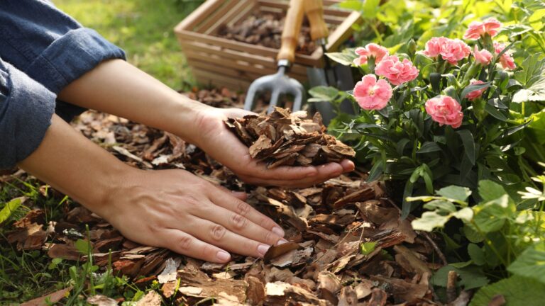 gardener holding wood chip mulch