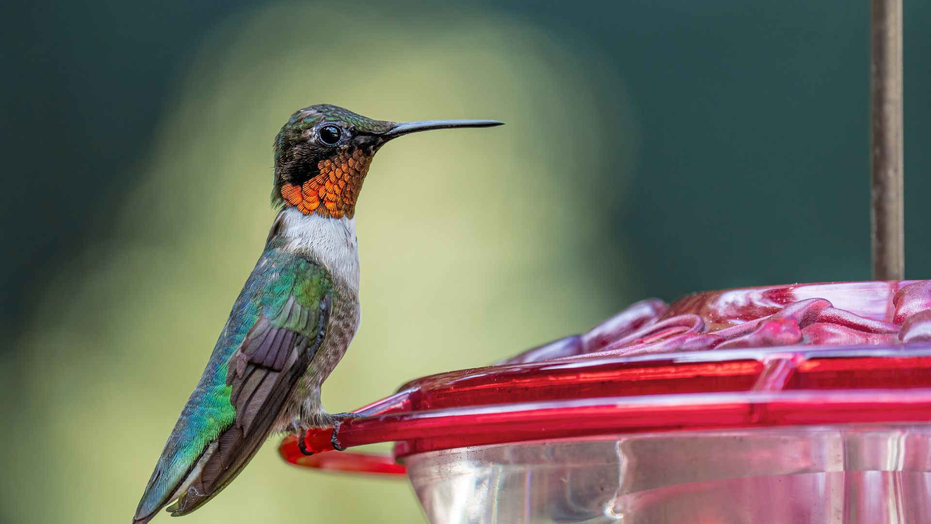 hummingbird on a feeder