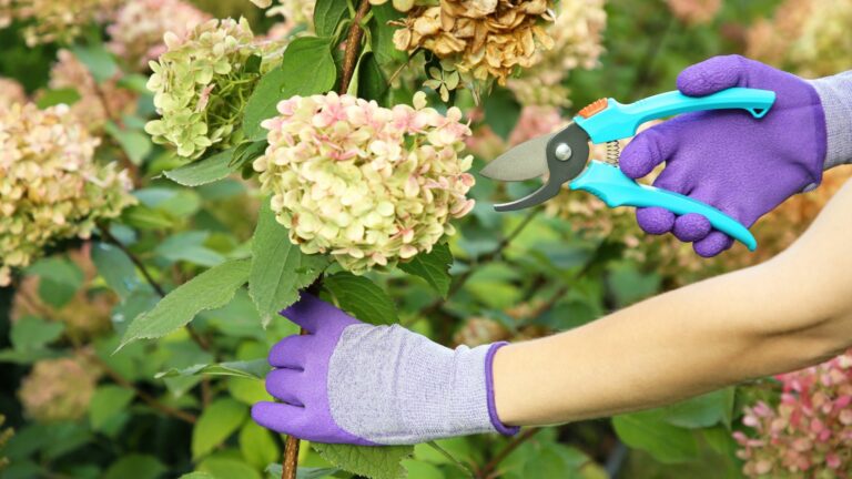 pruning hydrangeas