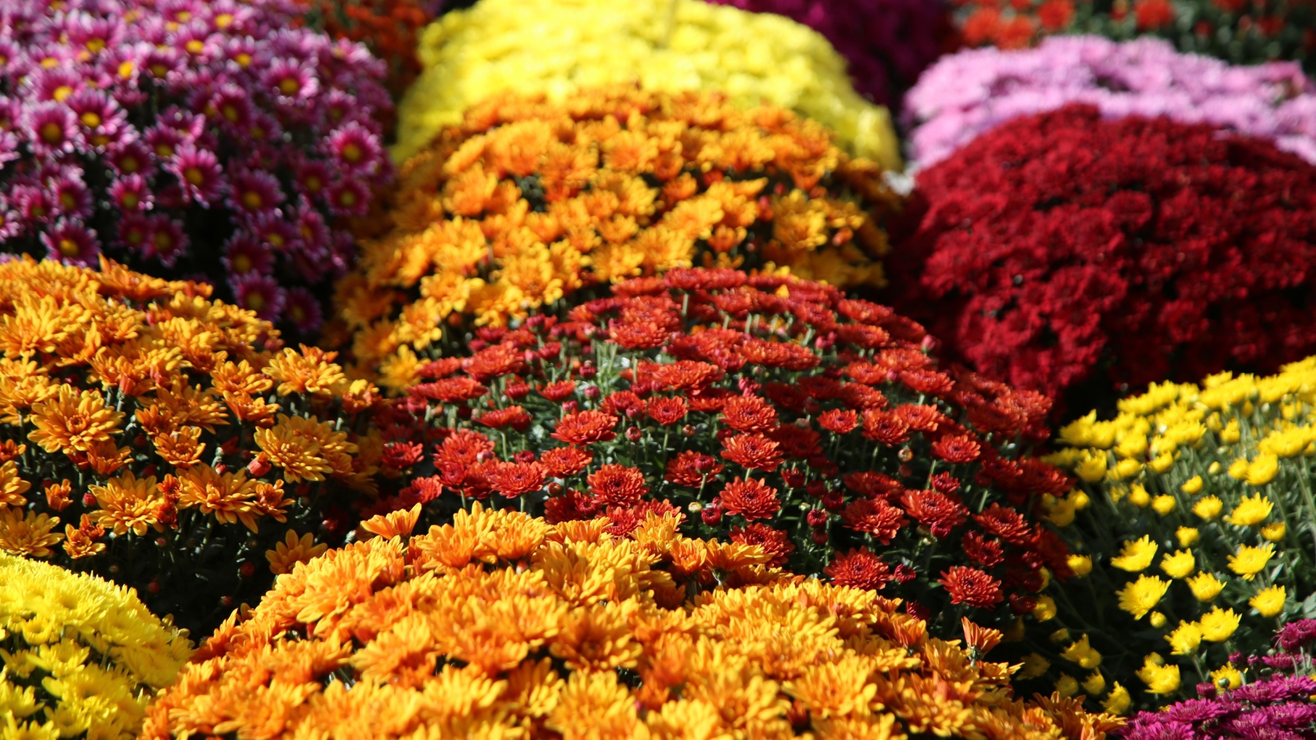 Is Planting Store-Bought Mums In The Ground This Fall The Wrong Move Or A Good Idea?