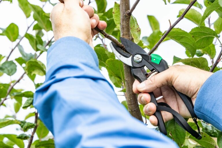 man pruning tree