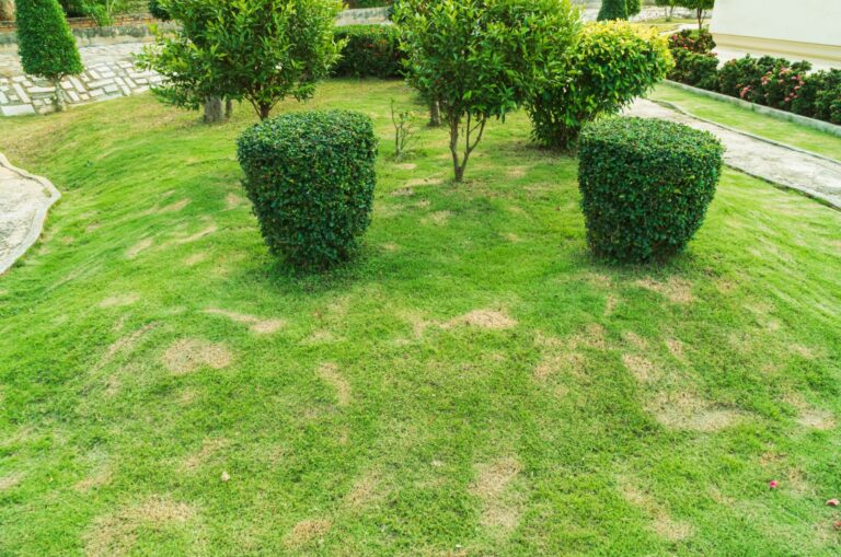 brown patches on a lawn