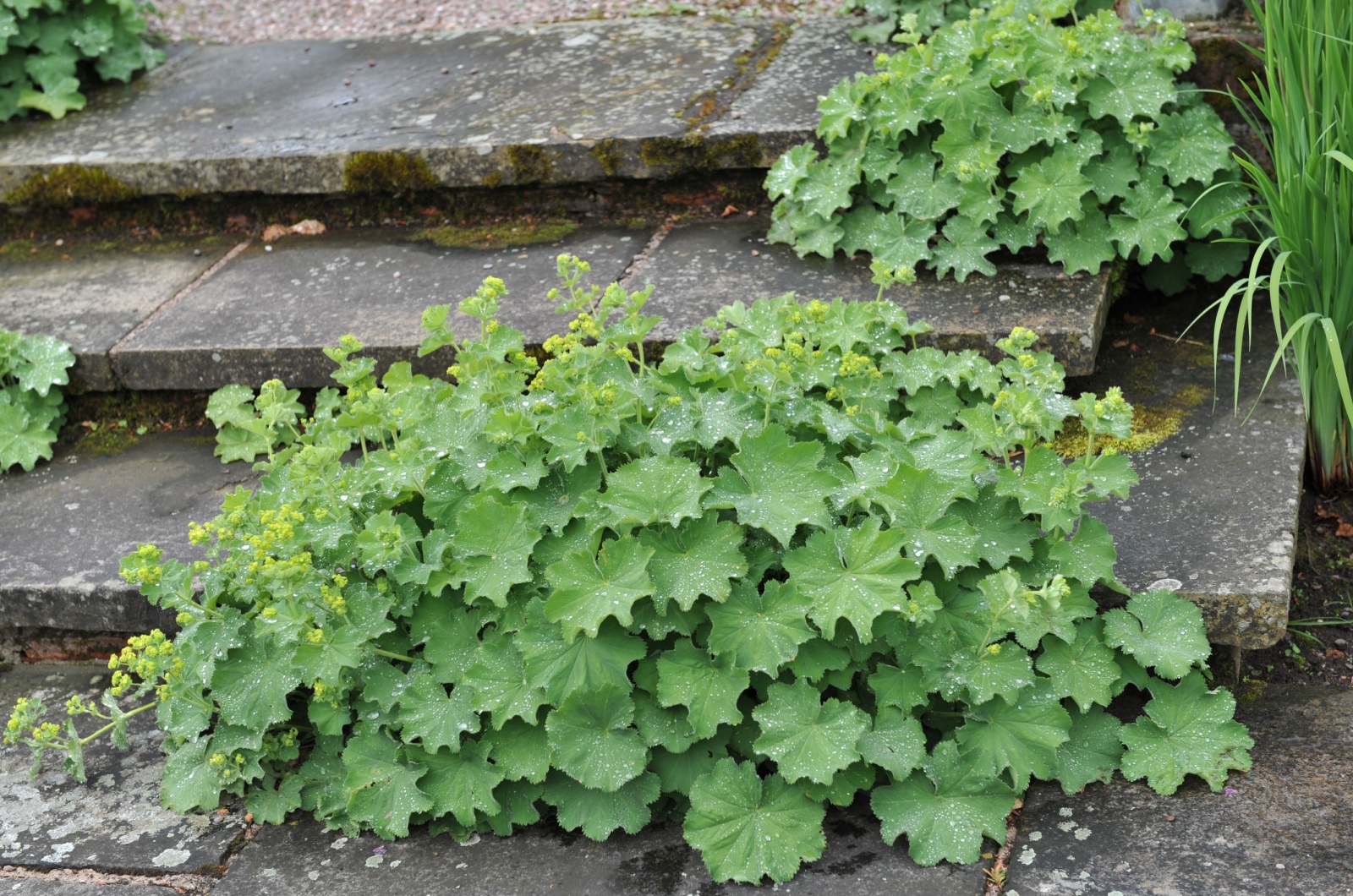 Lady's mantle plant