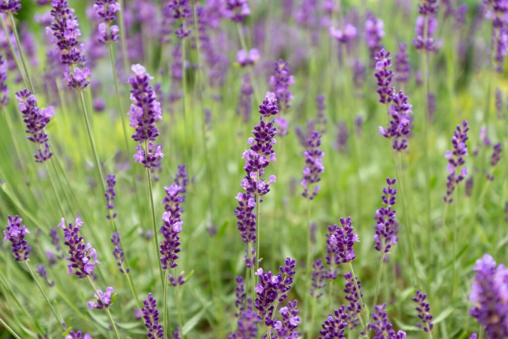 Lavender flowers