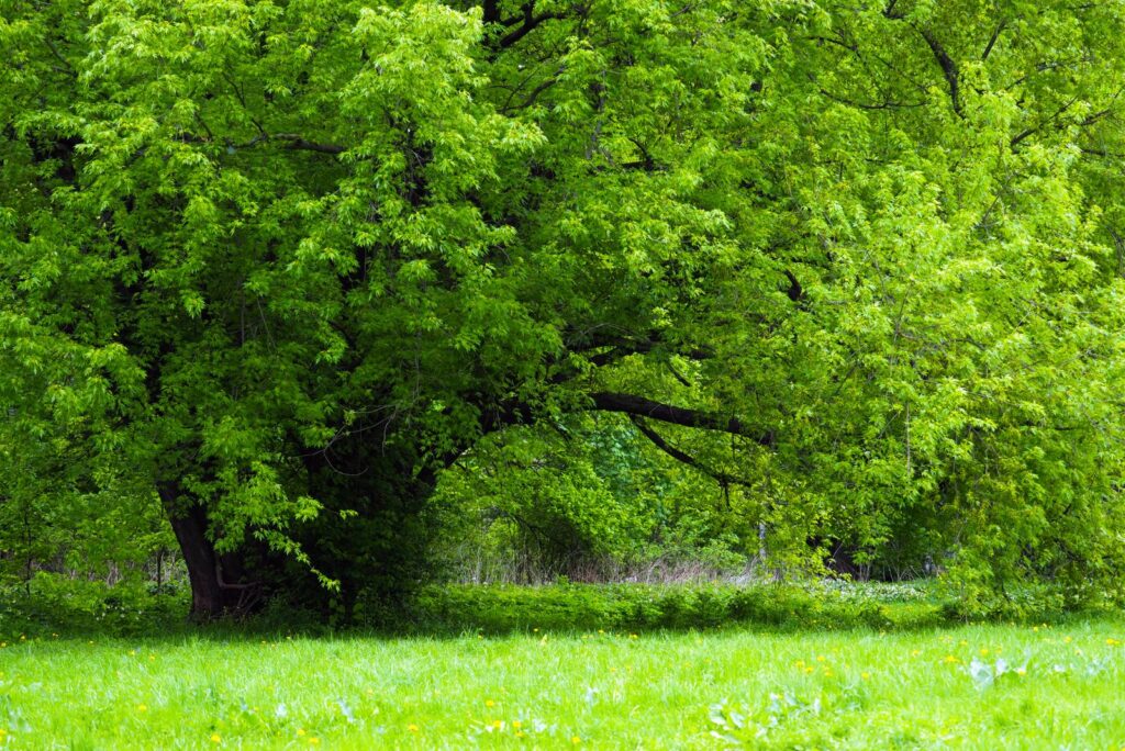 Magnificent old silver maple in spring park