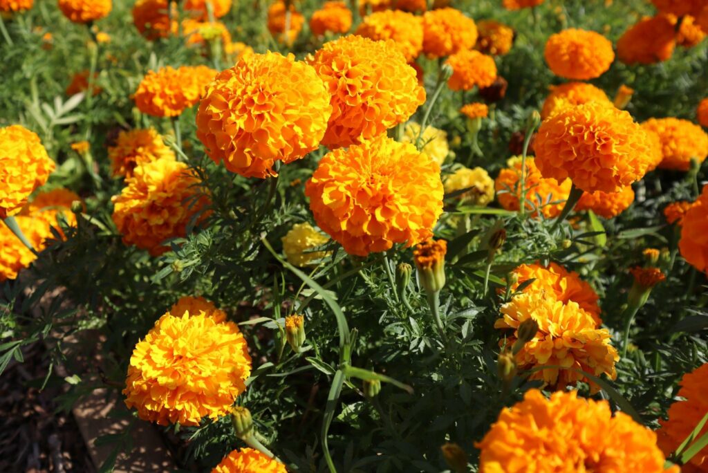 Marigold flowers or tagetes marigolds or ganda