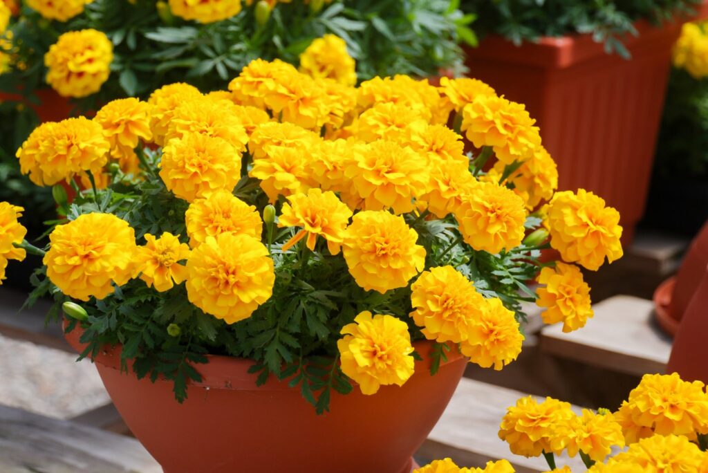 Marigold in a brown pot