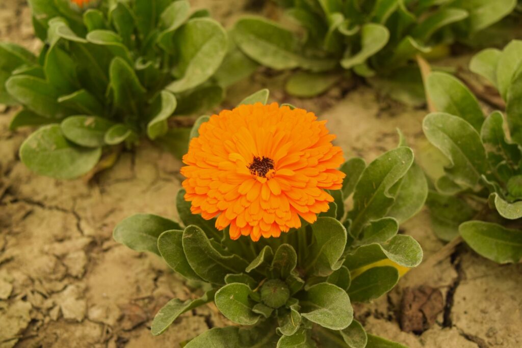 Marigolds flower