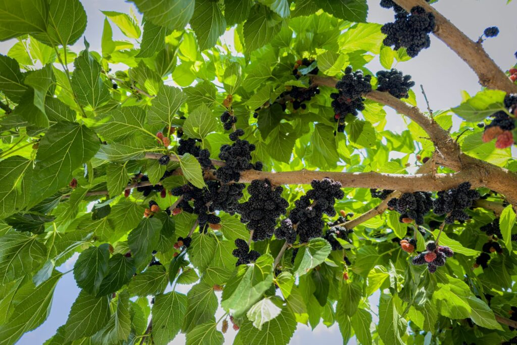 Mulberry Trees 