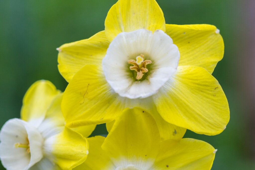 Narcissus Pipit