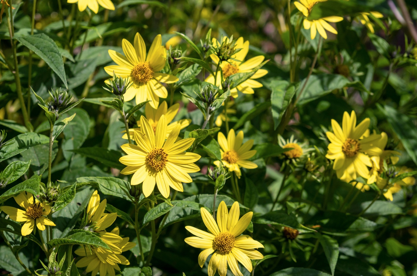 Narrowleaf sunflowers