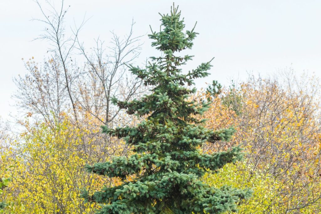 Norway spruce tree