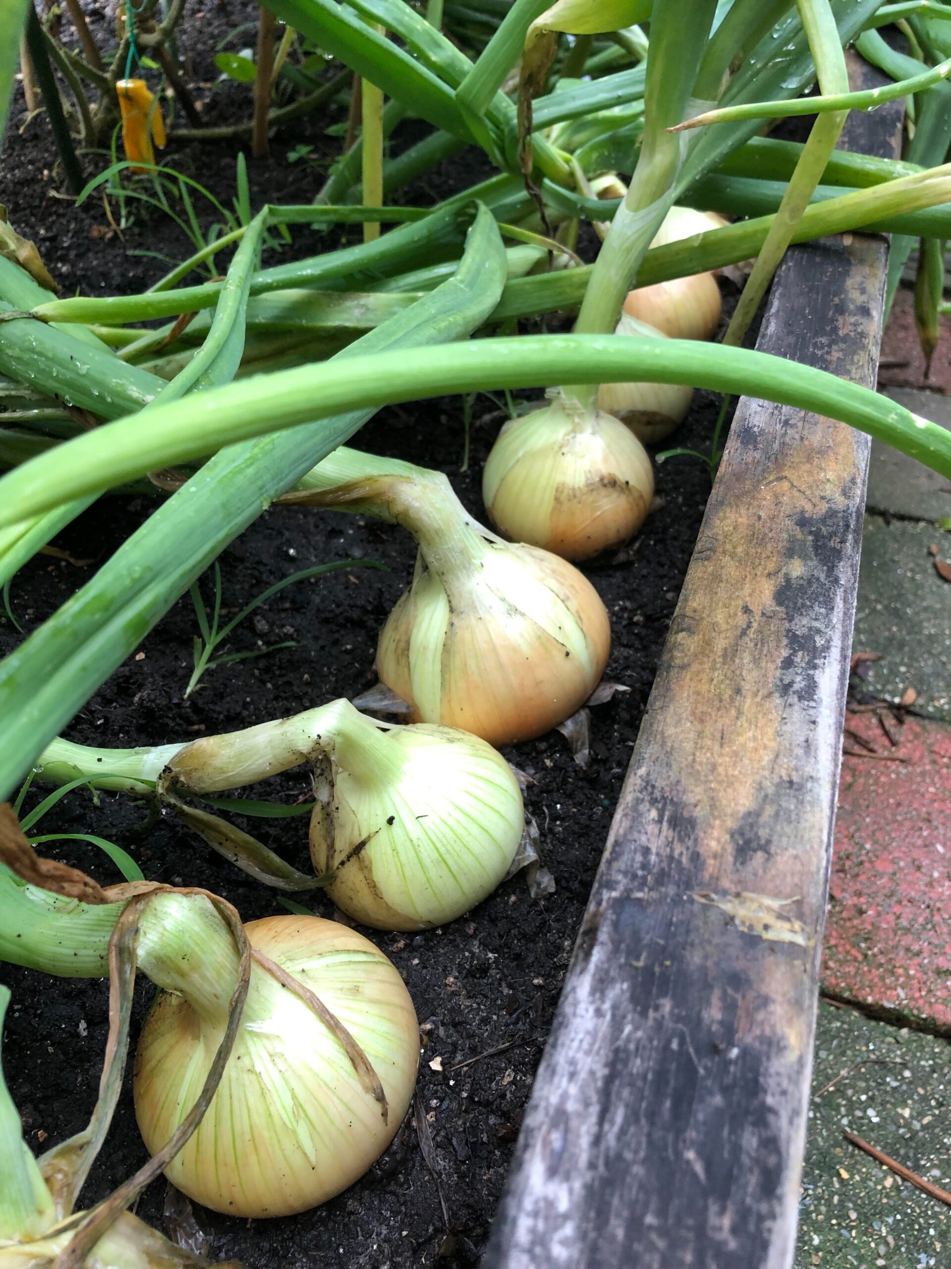 Onions in the raised bed