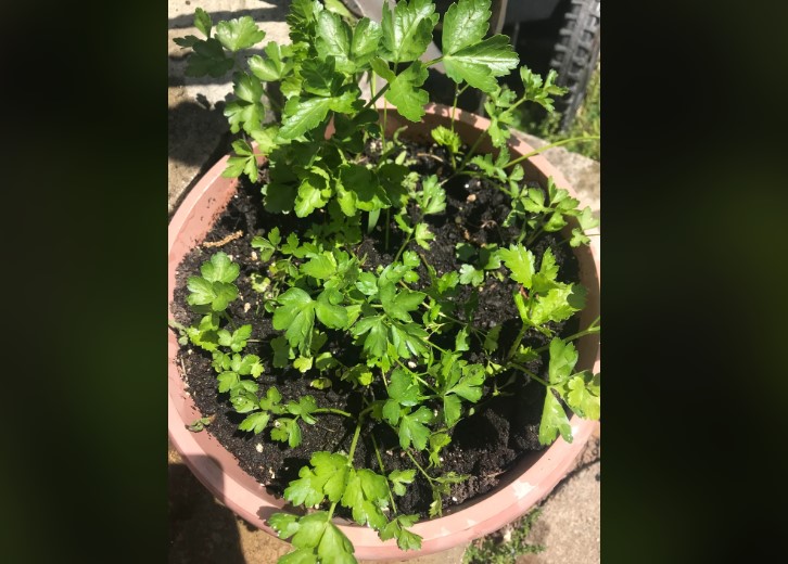 Parsley Plants in a pot