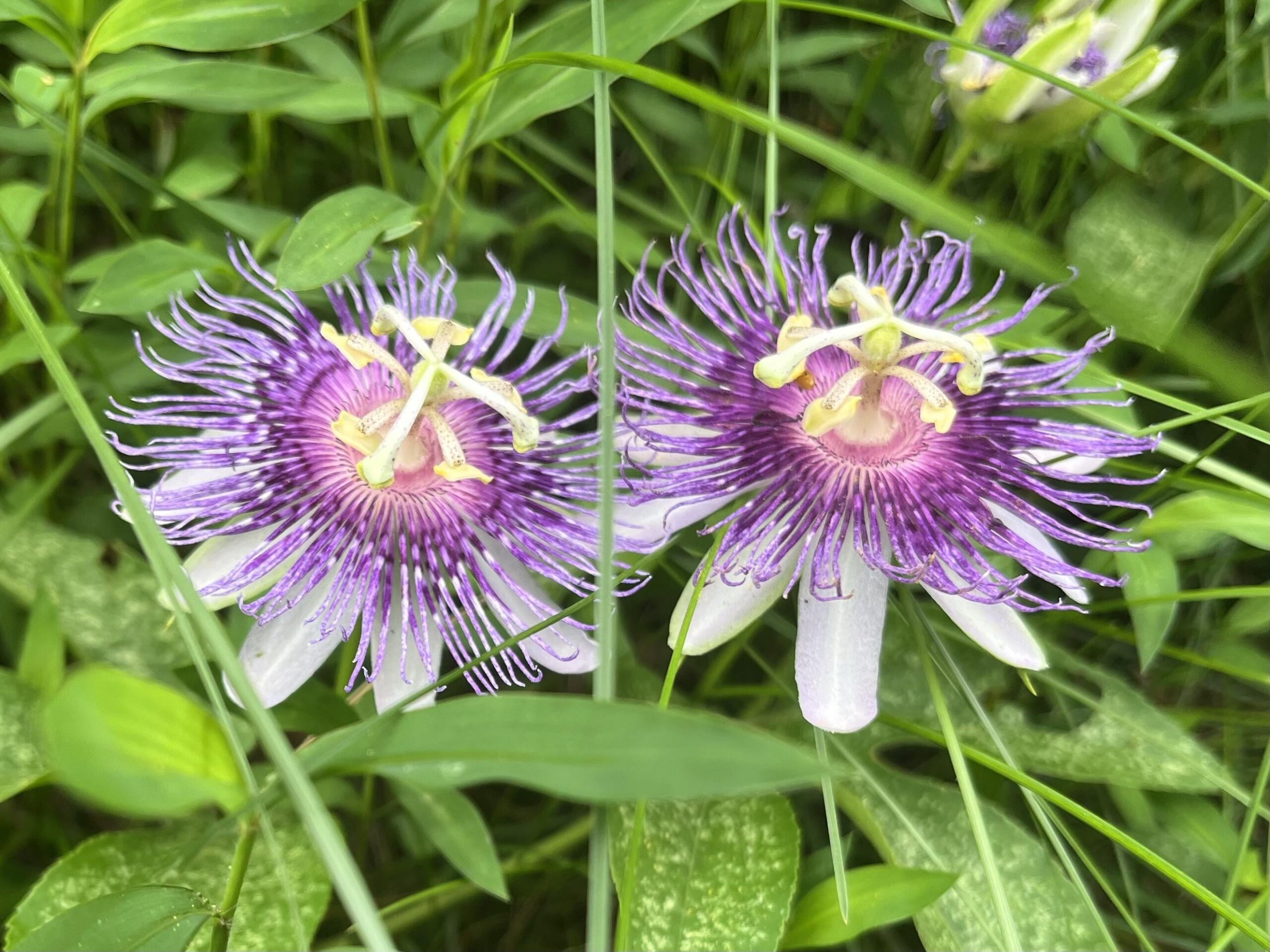 Passion flowers