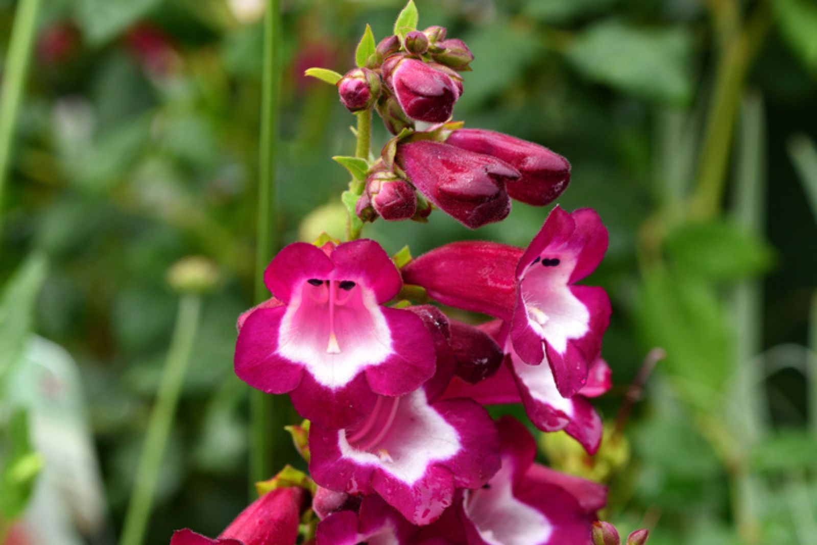 Penstemon Phoenix Violet flower