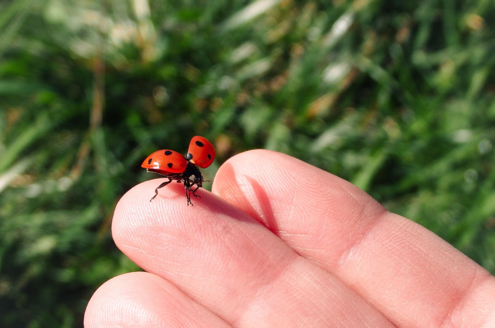 Photo of a ladybug in women's hand