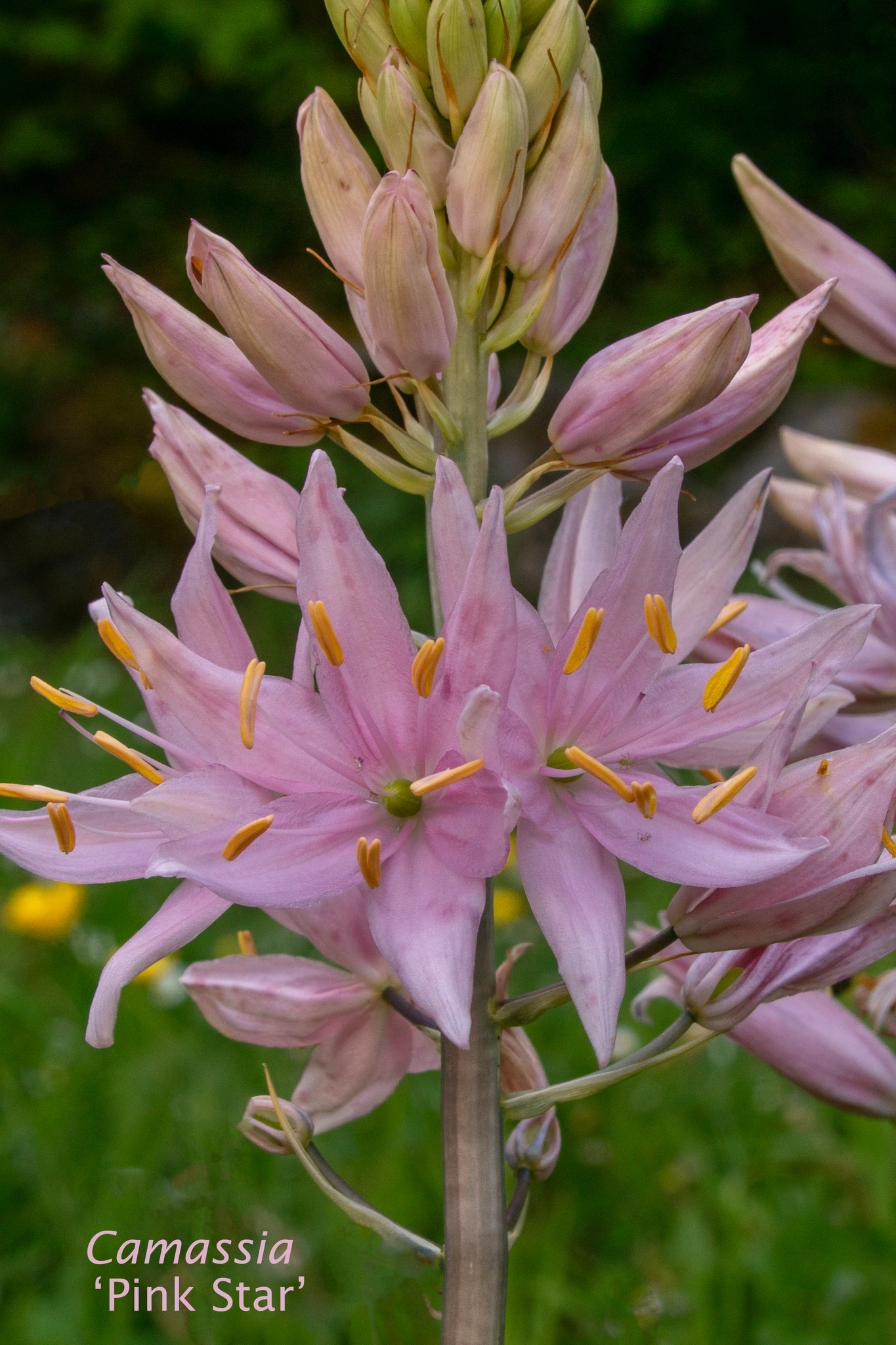 Pink Camassia