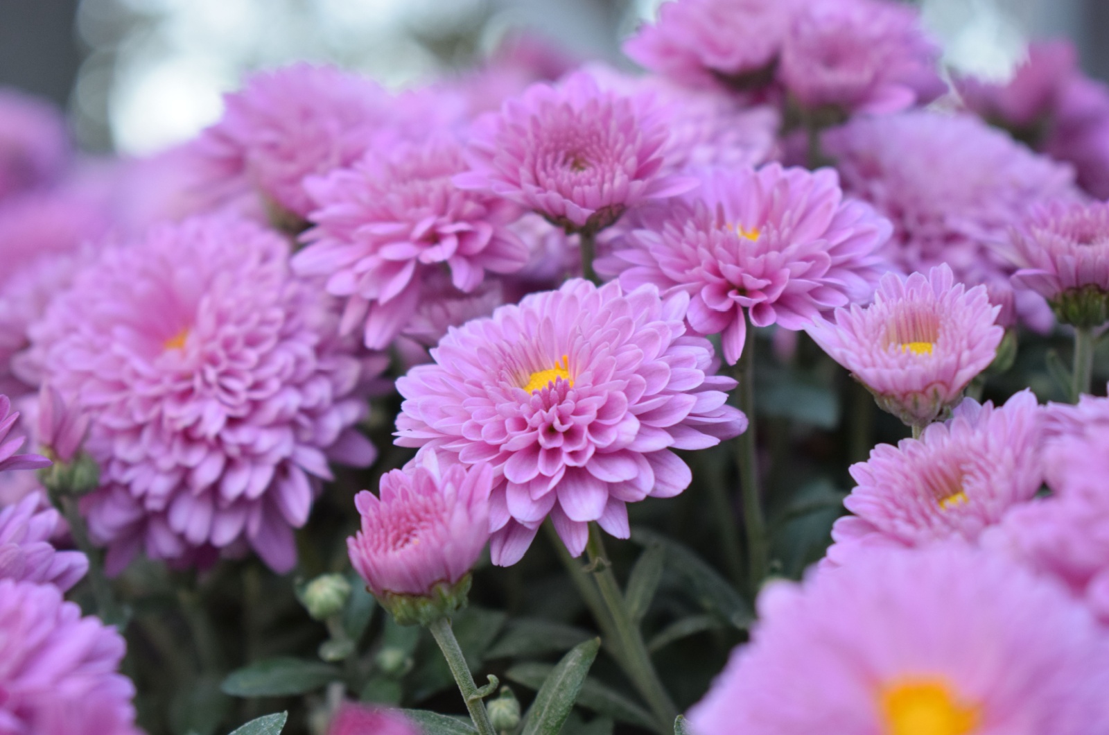 Pink chrysanthemum