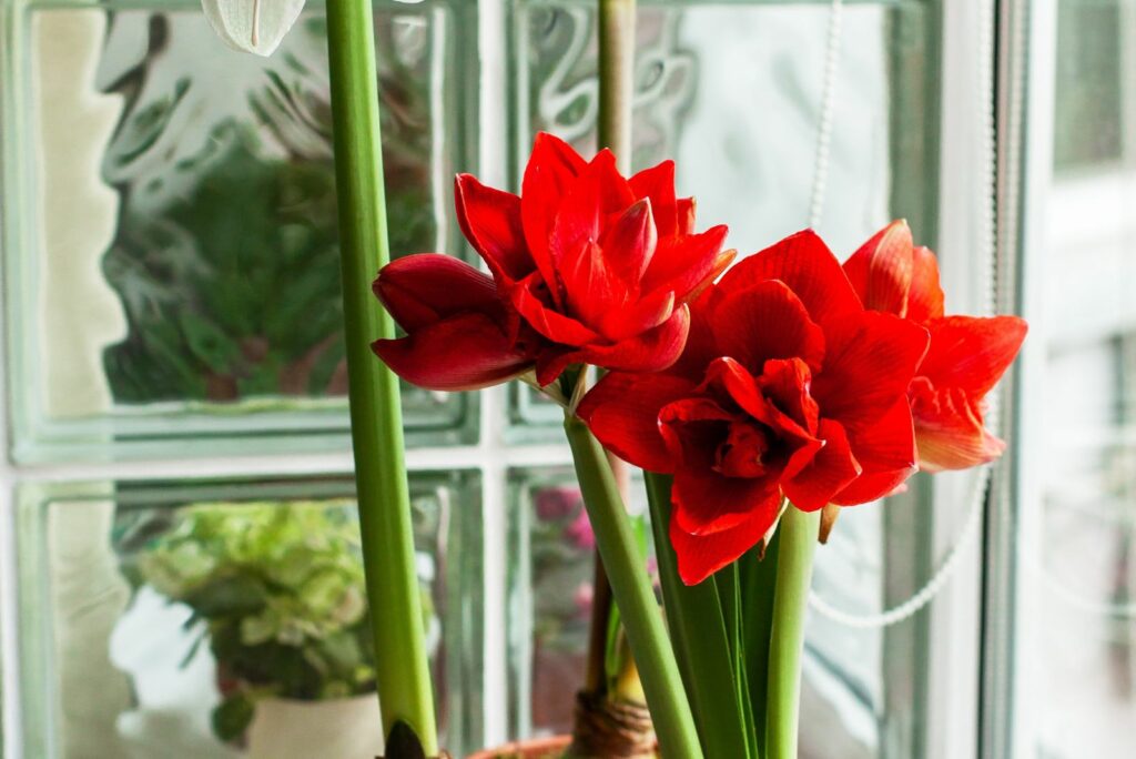 Pink-white and red amaryllis in clay pots