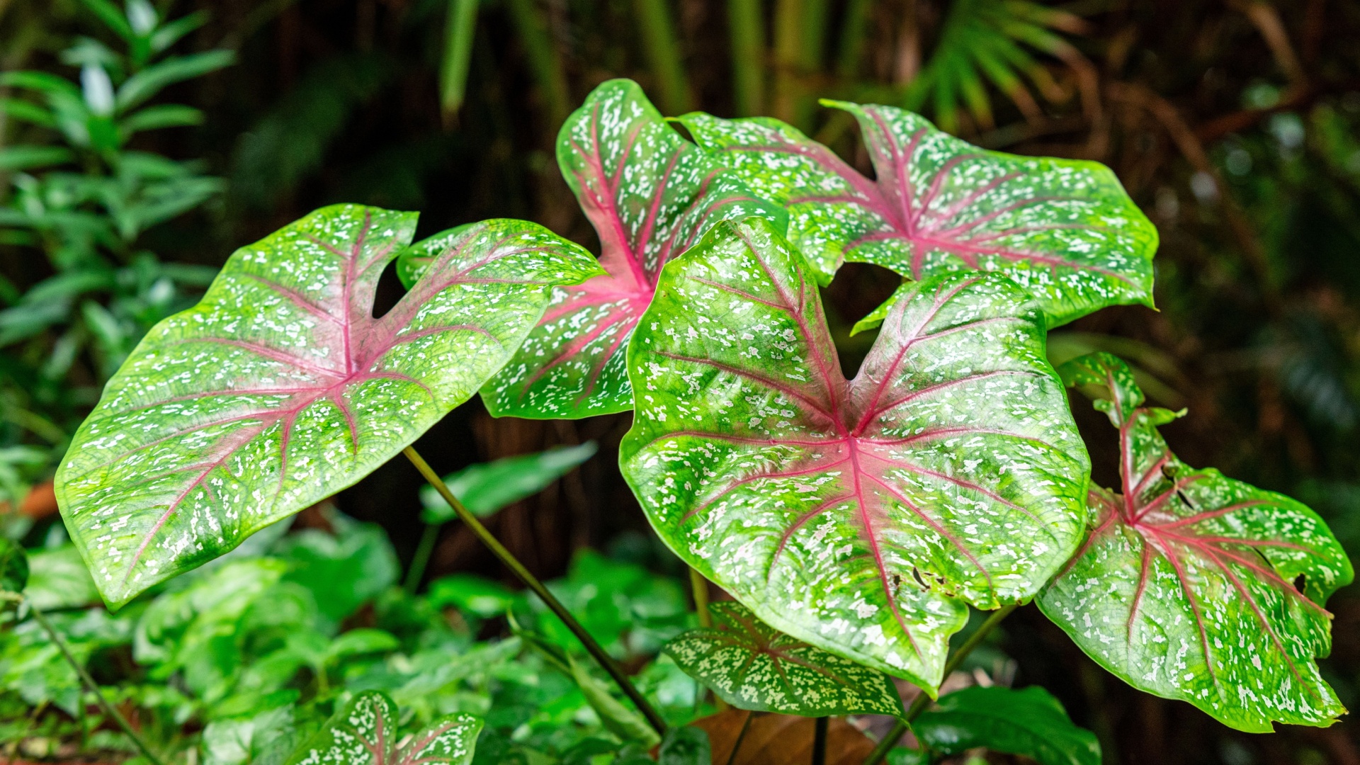 caladium plant