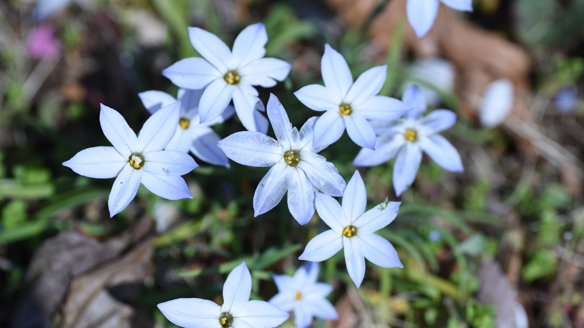 Plant These 8 Unusual Bulbs This Fall And Enjoy A Spectacular Bloom Display Next Season