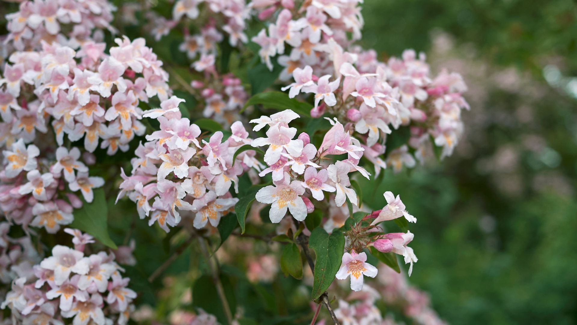 Plant This Beautiful Pollinator-Friendly Shrub For Year-Round Privacy