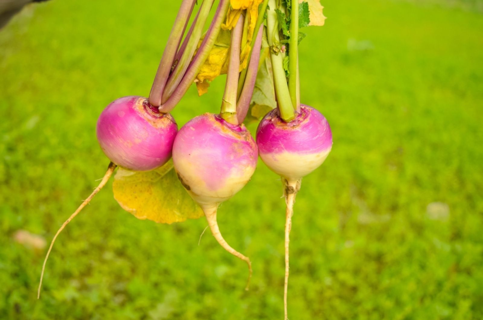 freshly harvested turnips