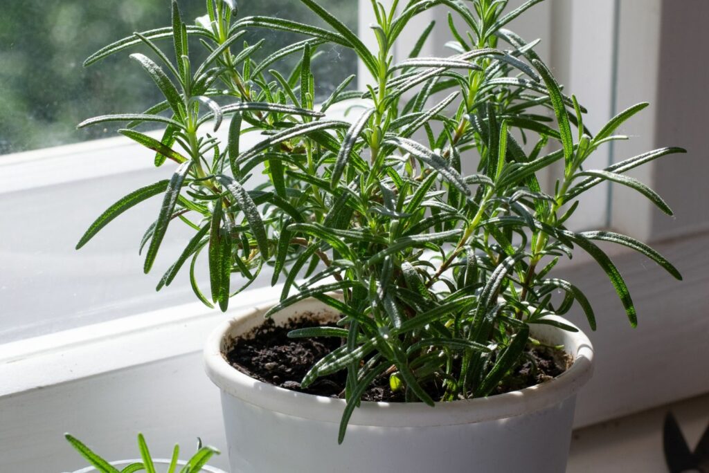 Plant of rosemary in pot and rosemary stalk