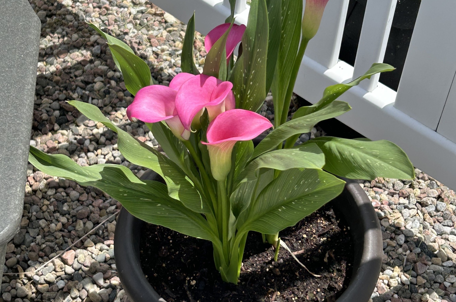 Potted Calla Lilies