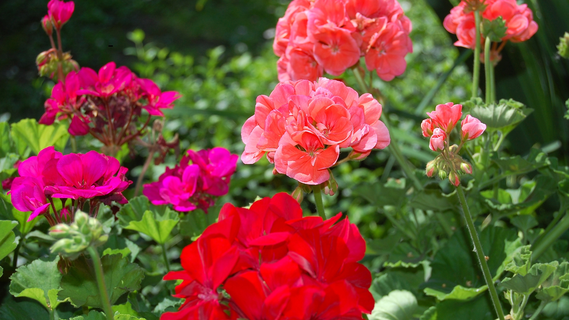 red flowers in garden