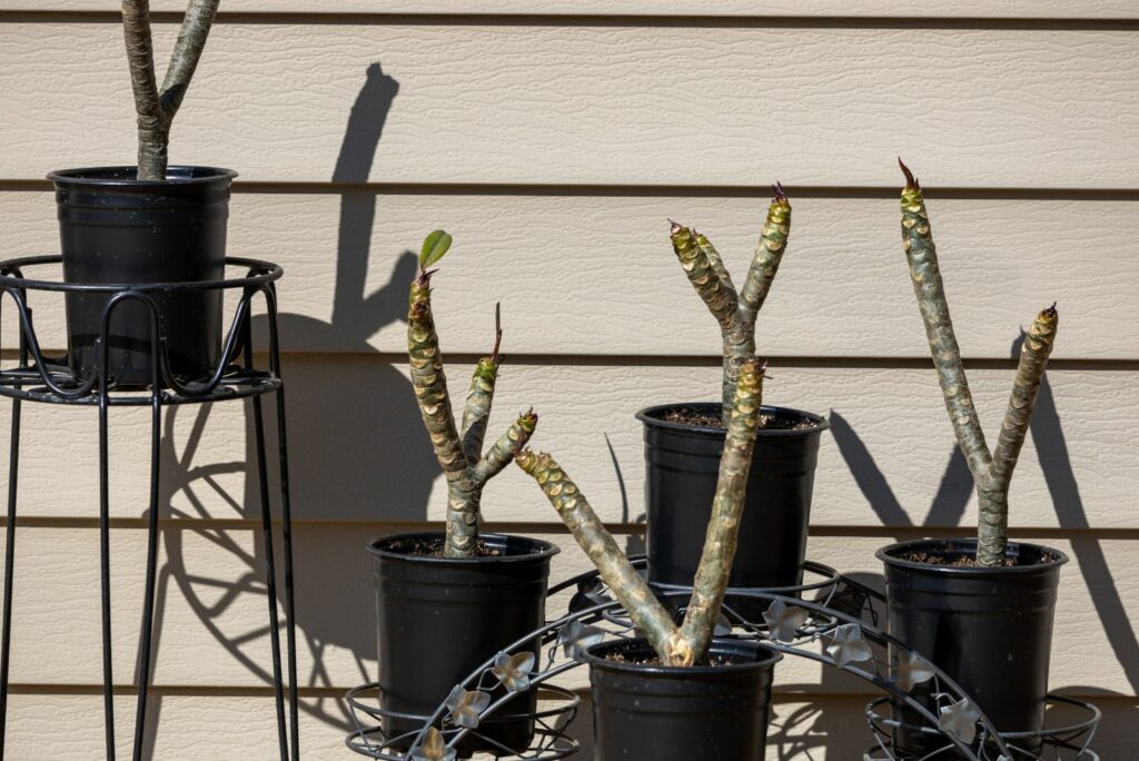 Propagated plumeria plant cuttings in black nursery pots