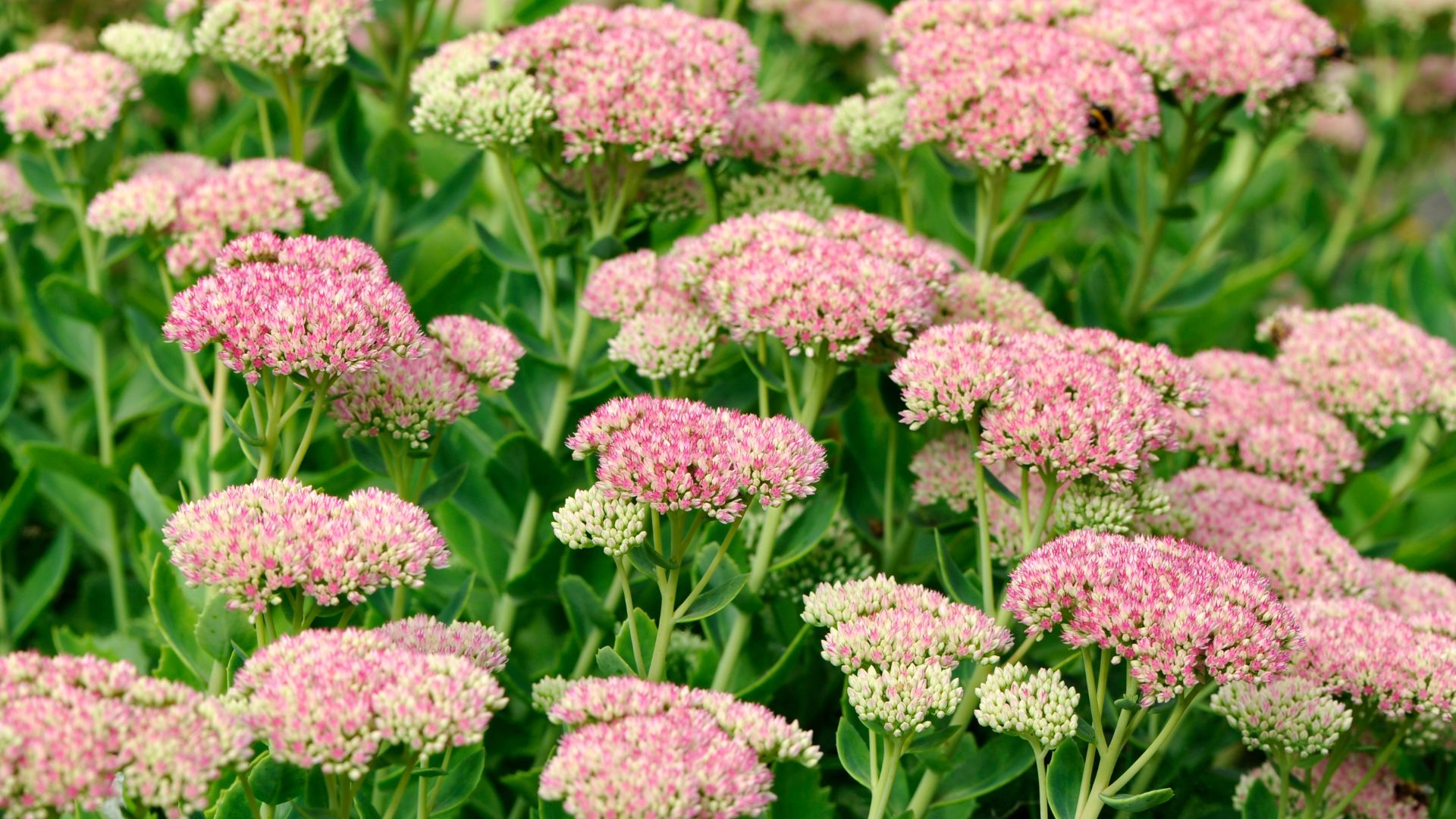 Prune Sedum The Right Way This Winter For Stunning Blooms Next Spring