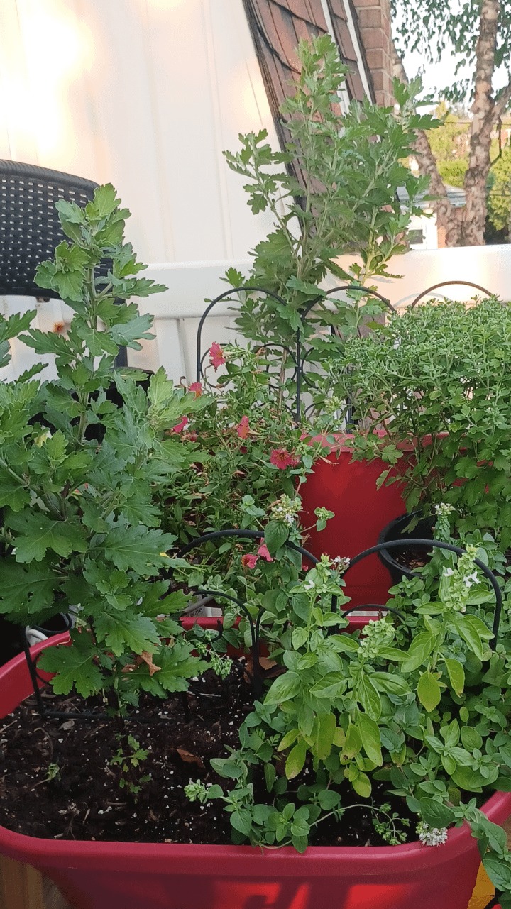 Pruning mums