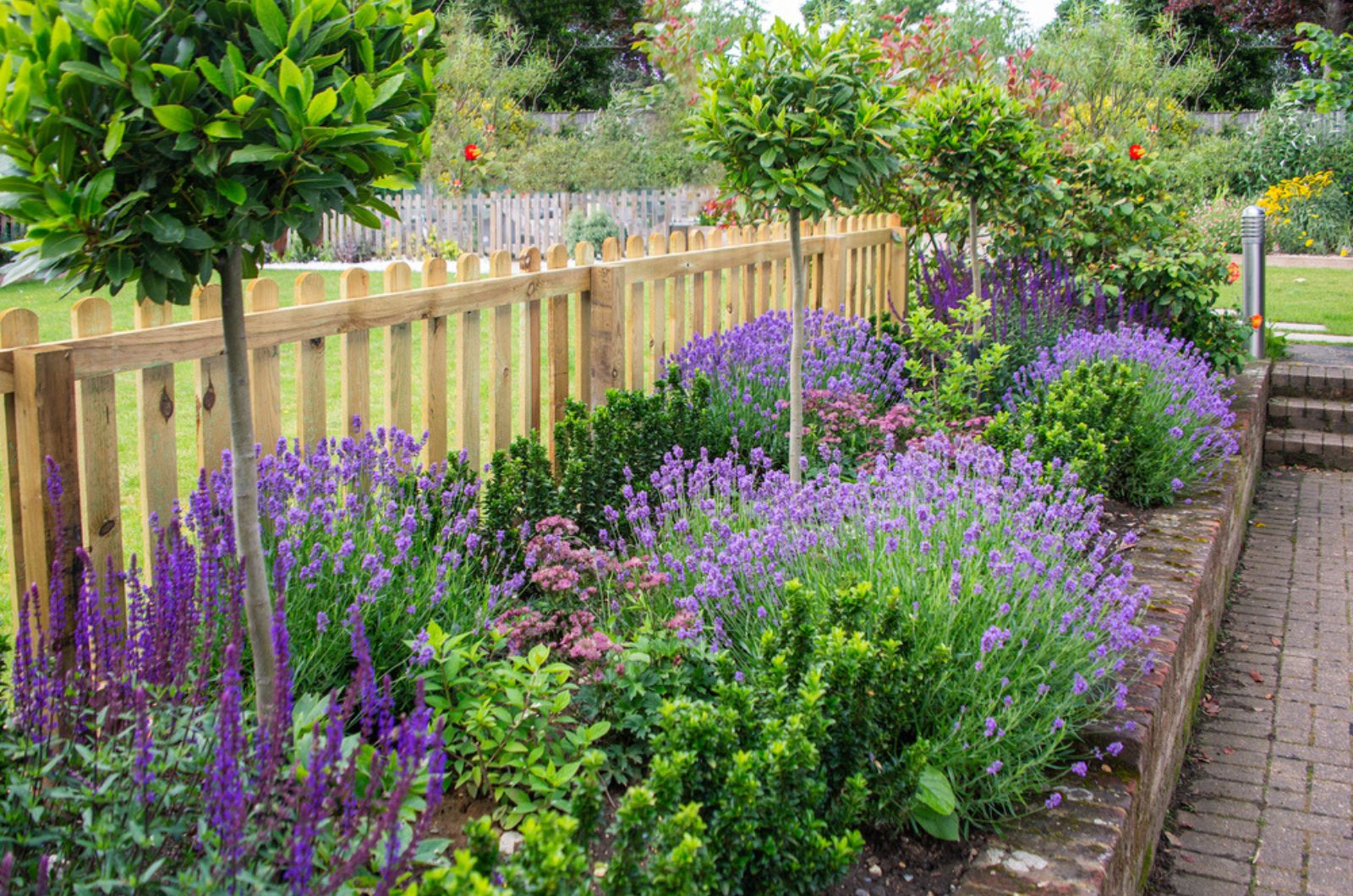 salvia with lavender in garden