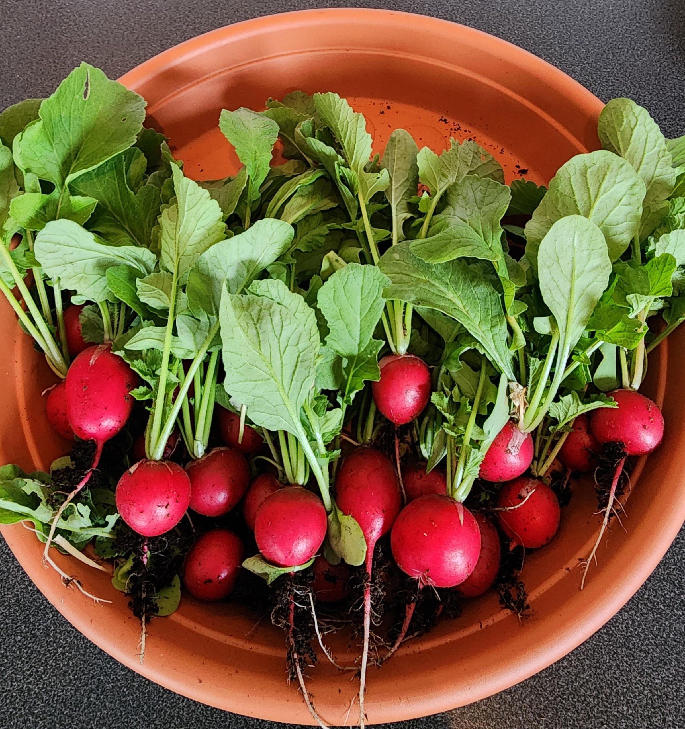 Radish in bowl