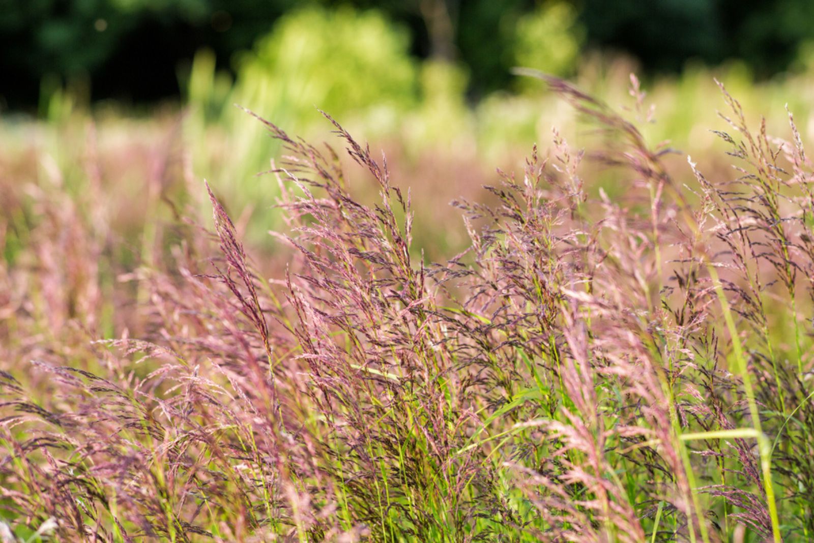 Red fescue on the field in summer