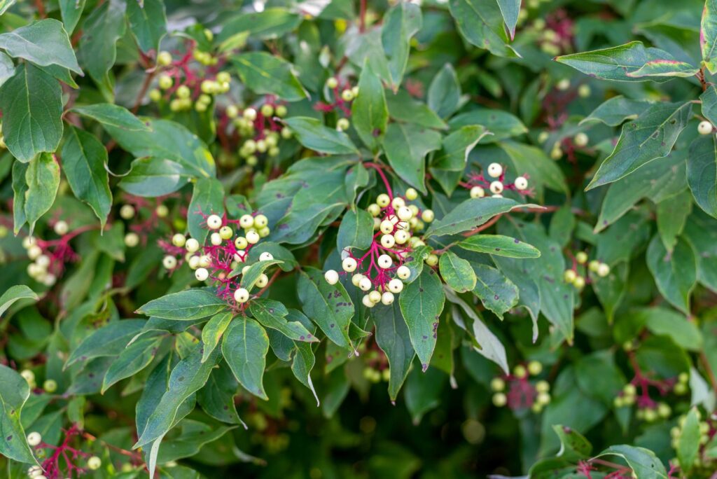 Red osier dogwood white berries or seeds in summer