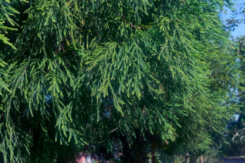 Robins Love Conifers’ Dense Foliage 