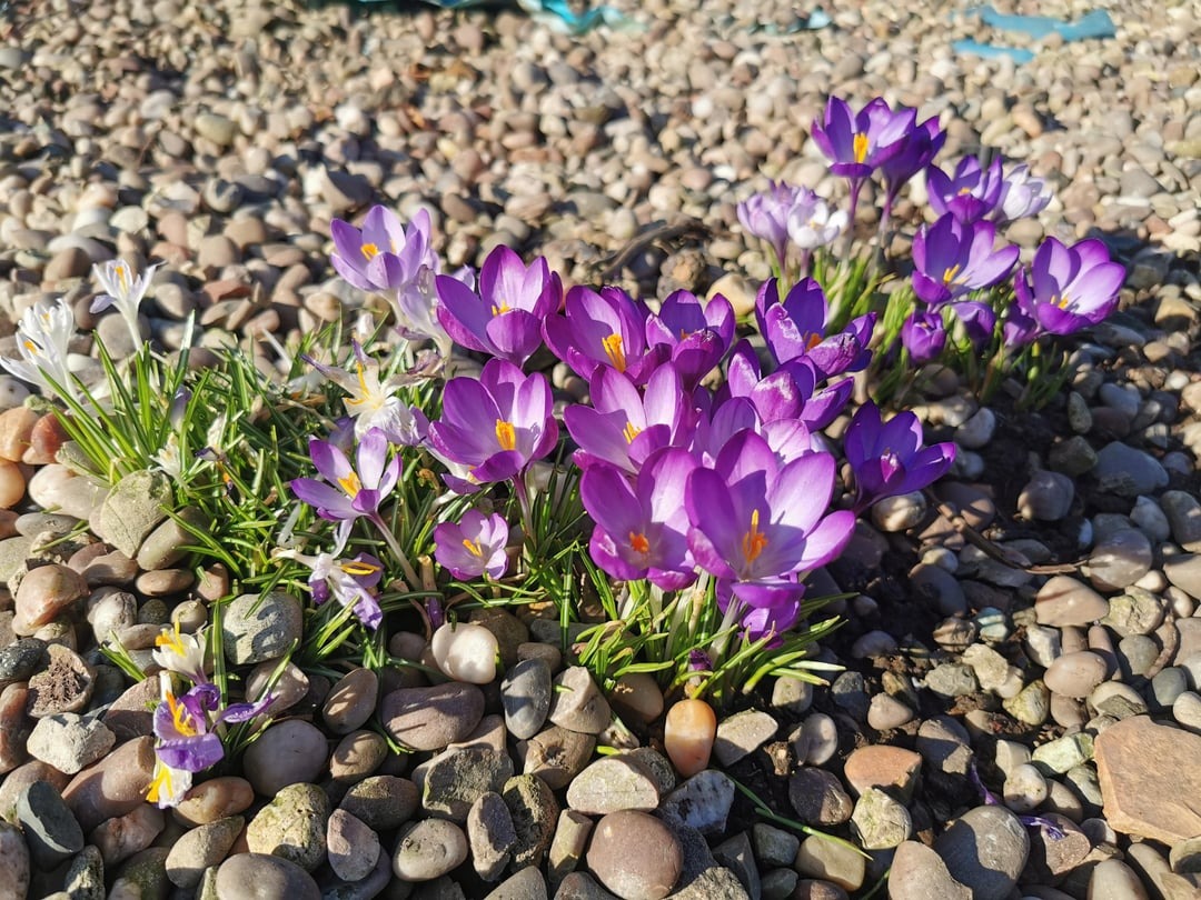 Saffron Crocus growing on the stones